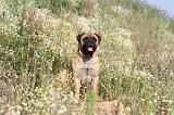 BULLMASTIFF 247